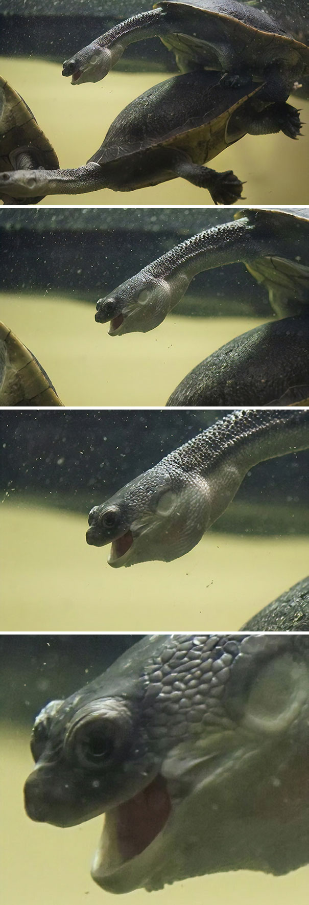 I Think I Captured The Exact Moment This Turtle Lost His Virginity