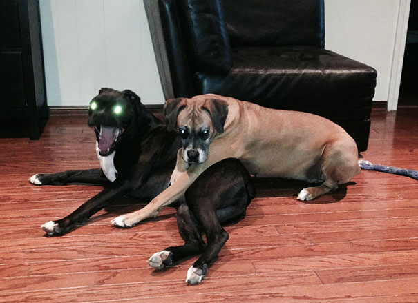 I Tried To Photograph A Sweet Moment Of My Dogs Cuddling, Instead I Captured The Spawn Of Satan