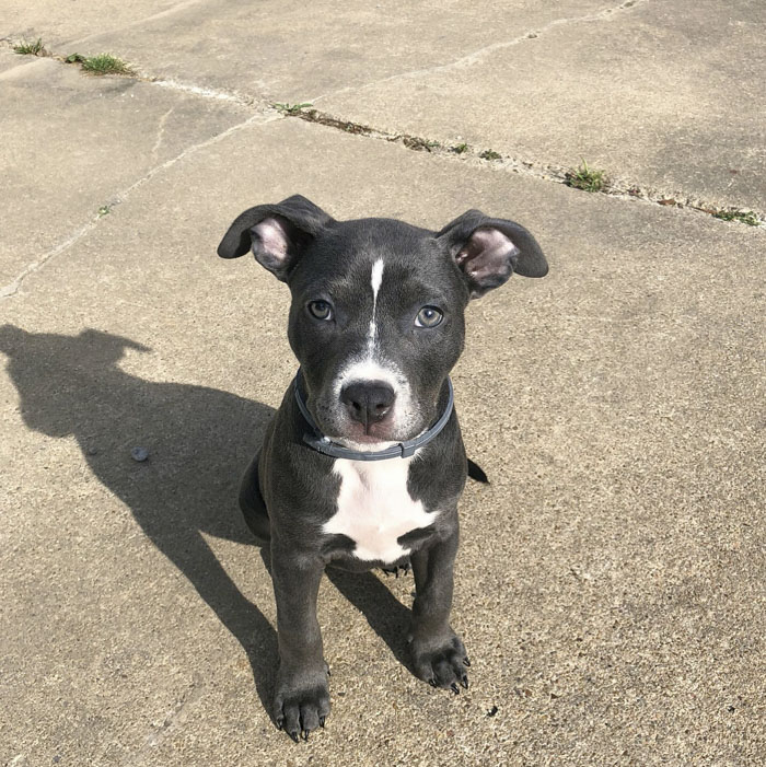 This Adorable 9-Week-Old Puppy Wasn't Allowed To A Puppy Party Because Of Her Breed And People Are Not Happy