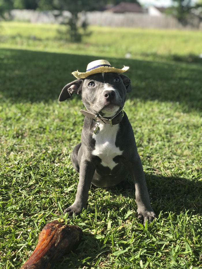 This Adorable 9-Week-Old Puppy Wasn't Allowed To A Puppy Party Because Of Her Breed And People Are Not Happy