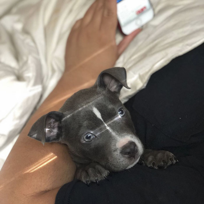 This Adorable 9-Week-Old Puppy Wasn't Allowed To A Puppy Party Because Of Her Breed And People Are Not Happy This Adorable 9-Week-Old Puppy Wasn't Allowed To A Puppy Party Because Of Her Breed And People Are Not Happy