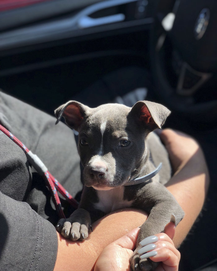 This Adorable 9-Week-Old Puppy Wasn't Allowed To A Puppy Party Because Of Her Breed And People Are Not Happy