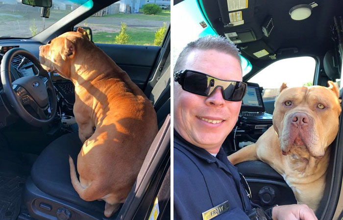 Cop Responds To A Call About A Vicious Dog, Doesn’t Expect This Kind Of Attack