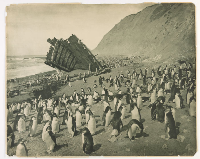 Wreck Of The 'Gratitude' In Macquarie Island