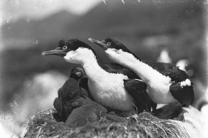 Shags Defending Nest, Macquarie Island