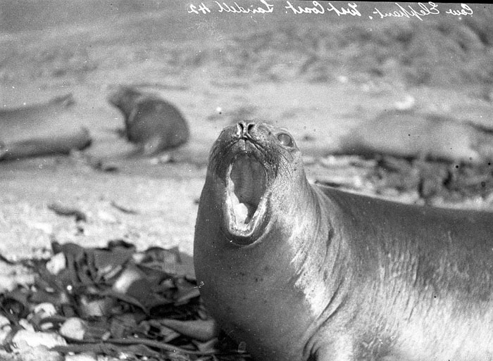Female Sea-Elephant, Macquarie Island