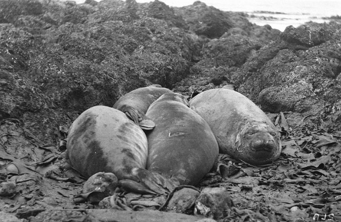 Young Sea-Elephants On The Beach, Macquarie Ilsand