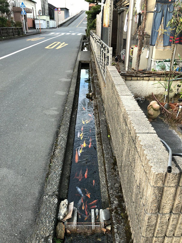 Koi Fishes Even Live In Drainage Channels In Japan