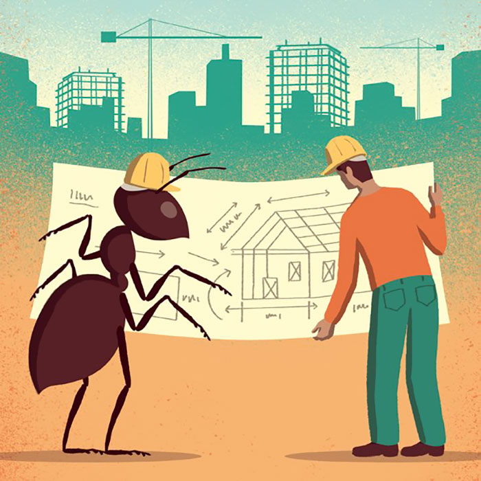 Lessons From Ants
