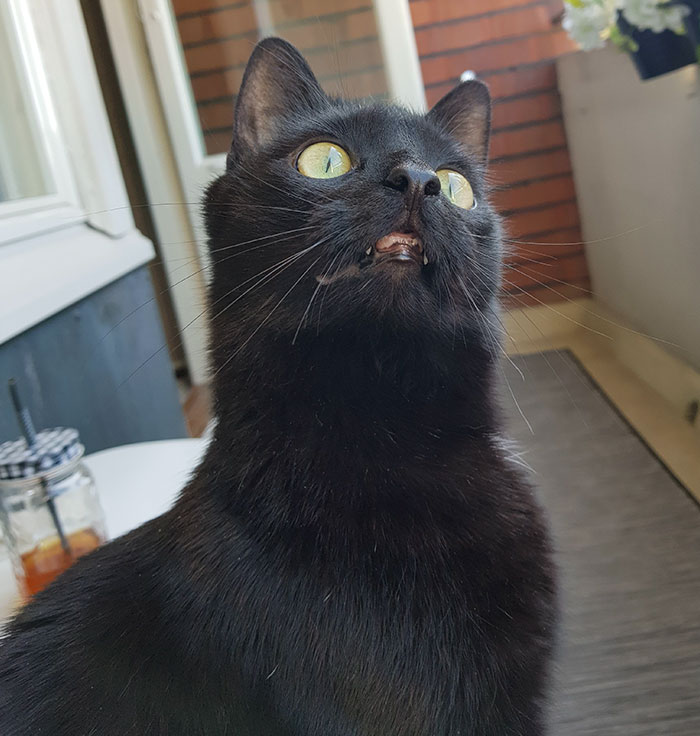 People Are Laughing At The Way This Cat Reacts To Being Allowed On The Balcony For The First Time People Are Laughing At The Way This Cat Reacts To Being Allowed On The Balcony For The First Time