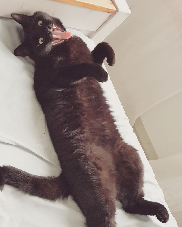 People Are Laughing At The Way This Cat Reacts To Being Allowed On The Balcony For The First Time People Are Laughing At The Way This Cat Reacts To Being Allowed On The Balcony For The First Time