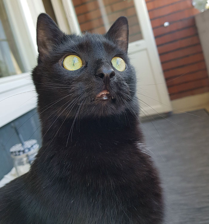People Are Laughing At The Way This Cat Reacts To Being Allowed On The Balcony For The First Time People Are Laughing At The Way This Cat Reacts To Being Allowed On The Balcony For The First Time
