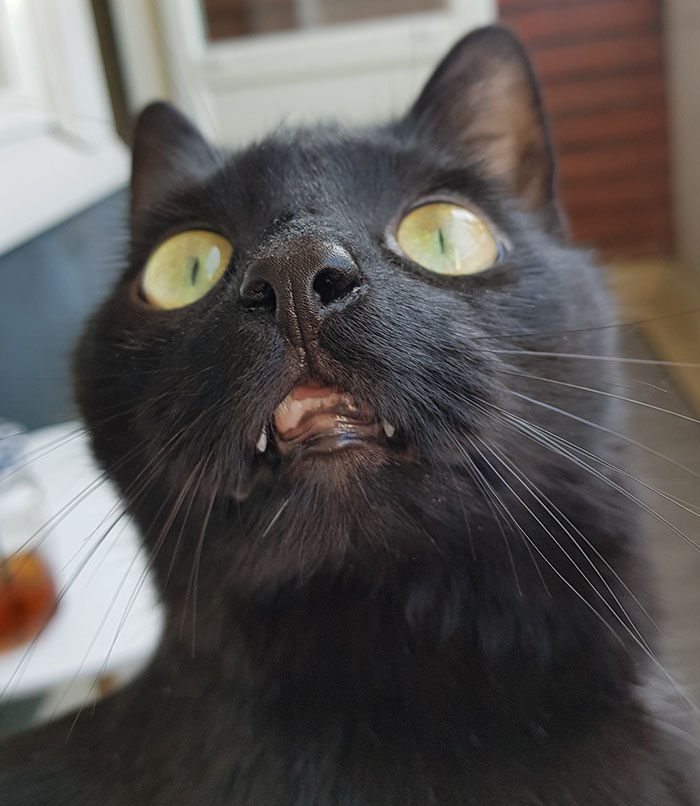 People Are Laughing At The Way This Cat Reacts To Being Allowed On The Balcony For The First Time People Are Laughing At The Way This Cat Reacts To Being Allowed On The Balcony For The First Time