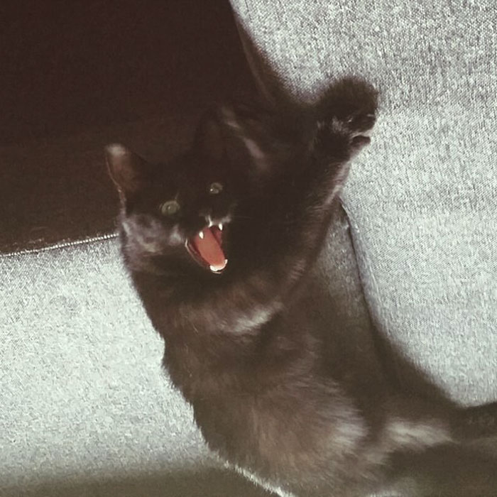 special-scared-cat-balcony-outdoors-experience-essimaria-40 special-scared-cat-balcony-outdoors-experience-essimaria-40