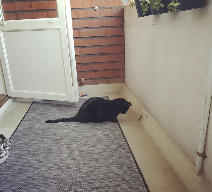 special-scared-cat-balcony-outdoors-experience-essimaria-42 special-scared-cat-balcony-outdoors-experience-essimaria-42