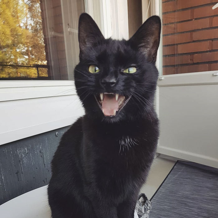 special-scared-cat-balcony-outdoors-experience-essimaria-43 special-scared-cat-balcony-outdoors-experience-essimaria-43