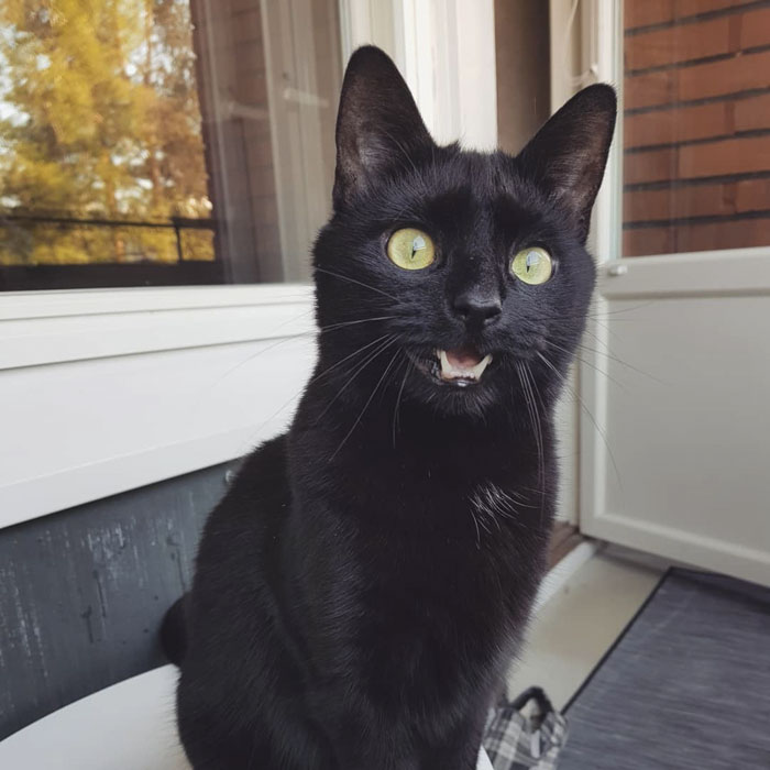 special-scared-cat-balcony-outdoors-experience-essimaria-45 special-scared-cat-balcony-outdoors-experience-essimaria-45