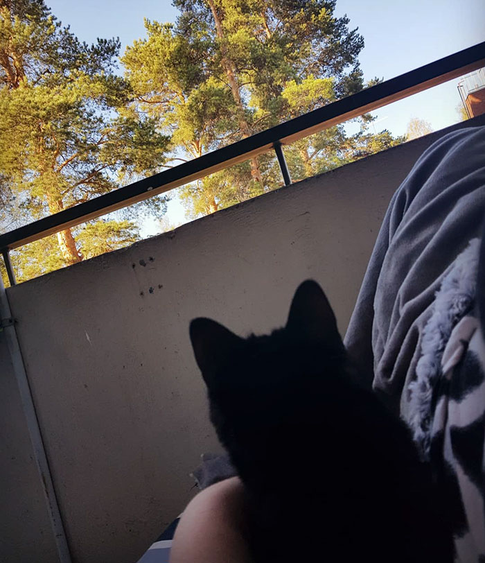 People Are Laughing At The Way This Cat Reacts To Being Allowed On The Balcony For The First Time People Are Laughing At The Way This Cat Reacts To Being Allowed On The Balcony For The First Time