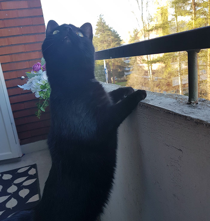 People Are Laughing At The Way This Cat Reacts To Being Allowed On The Balcony For The First Time People Are Laughing At The Way This Cat Reacts To Being Allowed On The Balcony For The First Time
