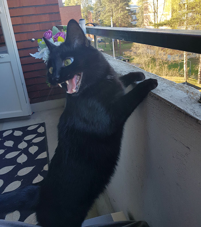 People Are Laughing At The Way This Cat Reacts To Being Allowed On The Balcony For The First Time People Are Laughing At The Way This Cat Reacts To Being Allowed On The Balcony For The First Time