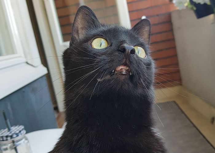 People Are Laughing At The Way This Cat Reacts To Being Allowed On The Balcony For The First Time