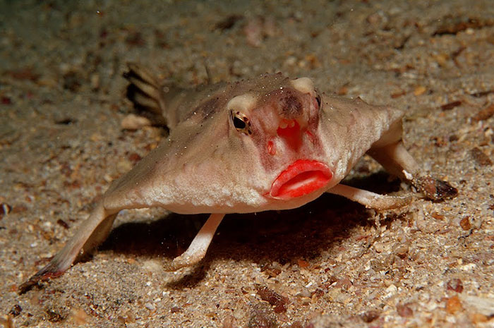 Strange animal with red pouty lips and fin-like legs on the ocean floor.