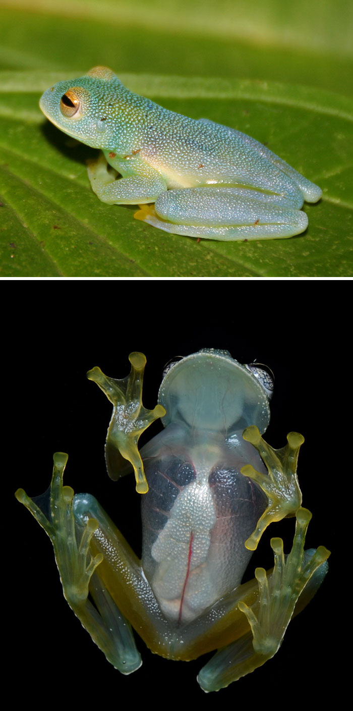 Translucent glass frog on a leaf, showcasing strange animal's unique transparent underside.