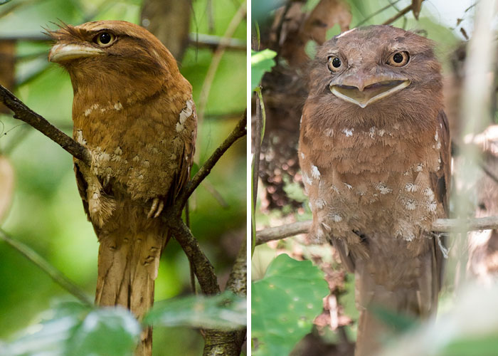 Two strange birds perched on branches in a lush forest environment.