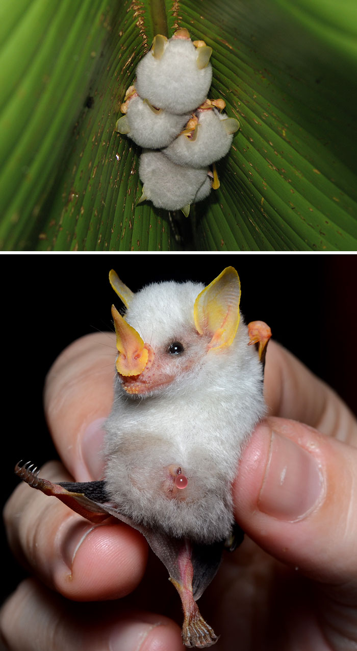 Honduran white bat on a leaf and in hand, showcasing one of the strangest animals on earth.