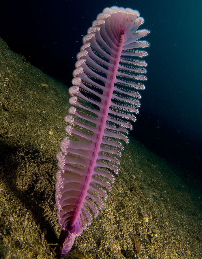 Purple sea pen, one of Earth's strangest animals, standing upright on sandy ocean floor.