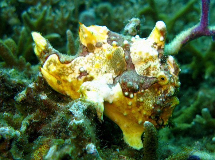 Unusual frogfish with bumpy texture and vibrant colors, blending into the coral backdrop, showcasing one of Earth's strangest animals.