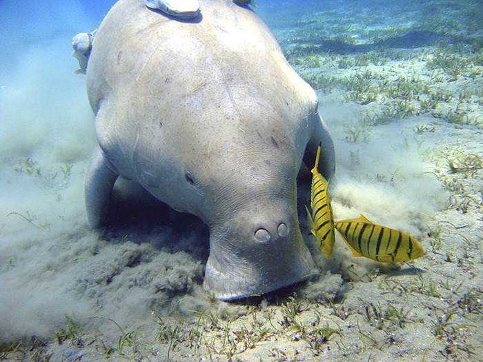An unusual marine animal on the ocean floor, interacting with two striped fish.
