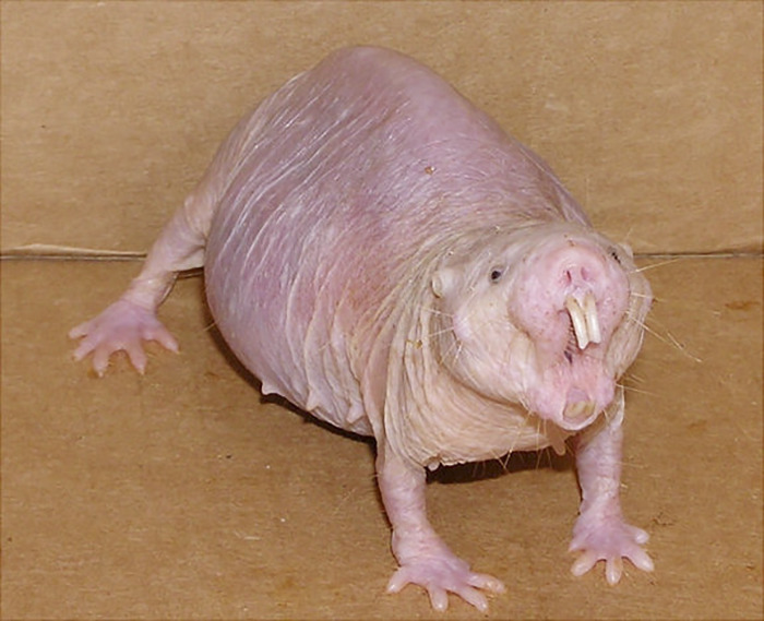 Strange animal with wrinkled skin and large teeth, standing on a cardboard surface.