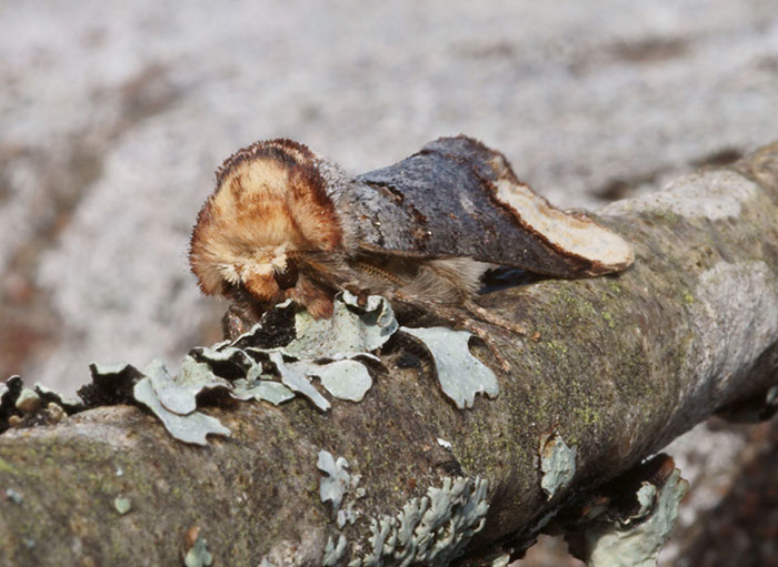 Strangest animal on a branch, blending in with its surroundings, showcasing unique camouflage.