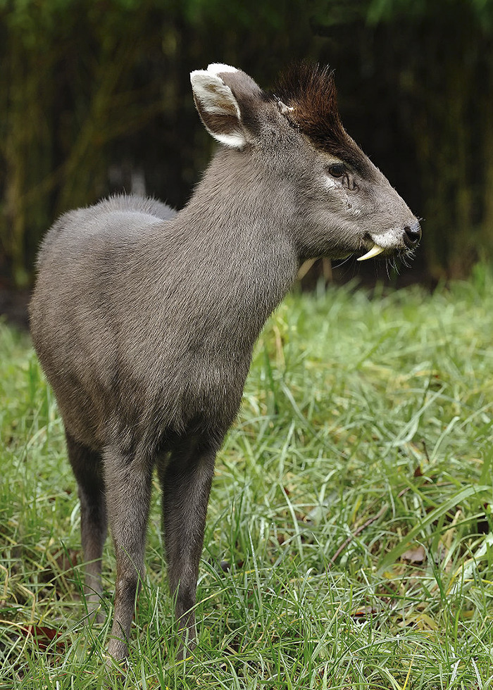 Strangest animal with tusks and a dark mane standing on green grass.