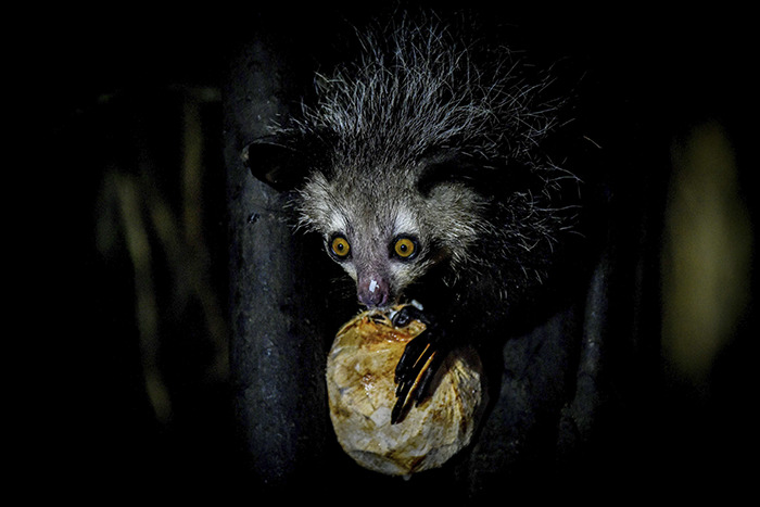Strange animal with large eyes and spiky fur, grasping a fruit in the dark.