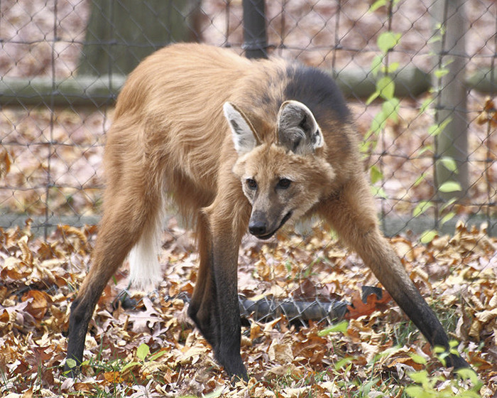 Strange animal with long legs and reddish fur in a leaf-covered enclosure.