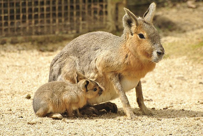 A Patagonian mara and its baby, some of the strangest animals on Earth, standing in a sandy enclosure.