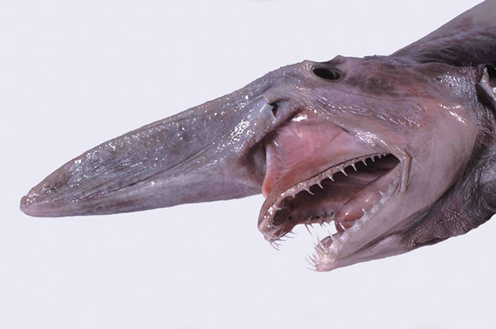 Strangest animal on Earth, goblin shark with a long snout and sharp teeth, showcasing its unique appearance.