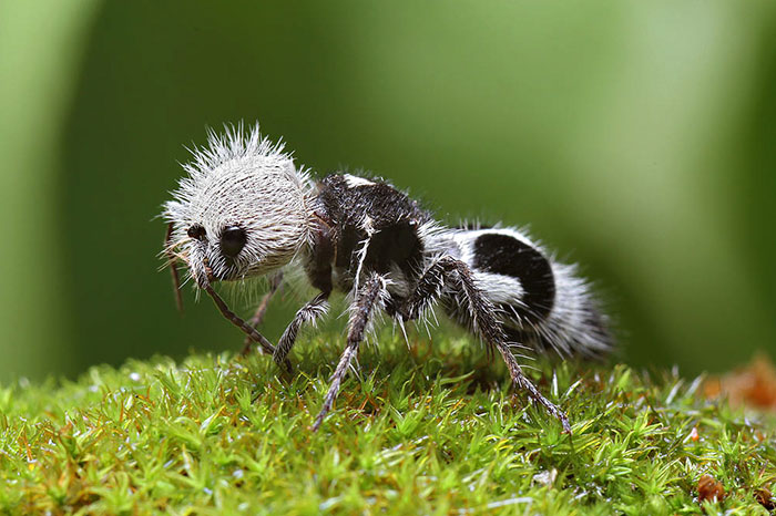 Furry ant-like insect on moss, representing one of the strangest animals on Earth.