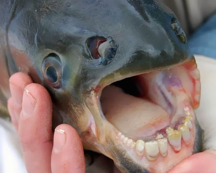 Strangest animal with human-like teeth held in hand, showcasing unique features.