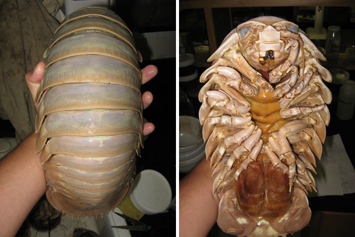 Close-up of a strange giant isopod, showcasing its segmented shell and underside, found in ocean depths.