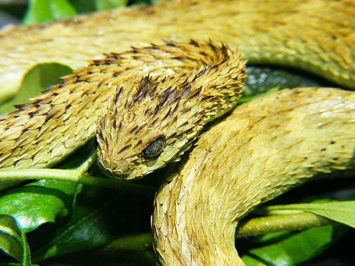 Spiny bush viper, one of the strangest animals, with unique scales coiled on green foliage.