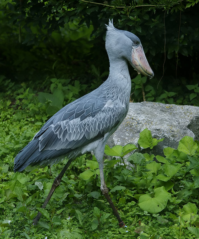 A strange bird with a large beak and blue-gray feathers stands in lush greenery.