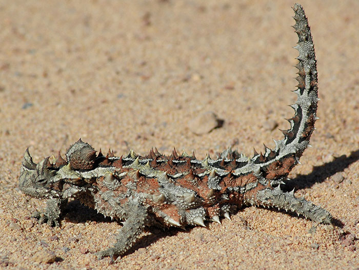 Unusual spiky lizard on sandy ground, showcasing one of Earth's strangest animals.