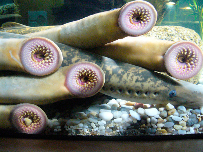 Strangest animals: several lampreys with circular mouths and teeth resting on aquarium pebbles.