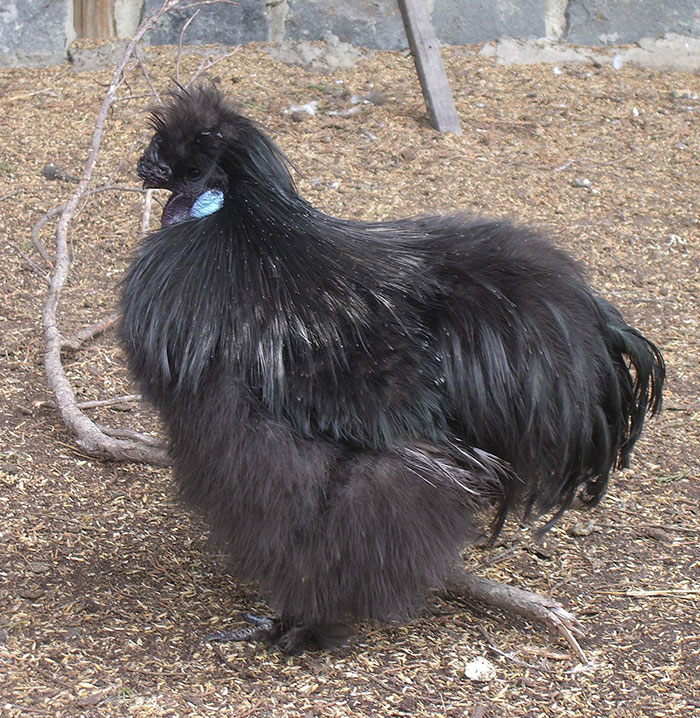 Unusual black chicken with fluffy plumage, one of the strangest animals on earth, standing on dirt ground.