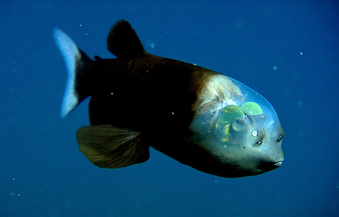A strange deep-sea fish with a transparent head, showcasing one of the strangest animals on Earth.