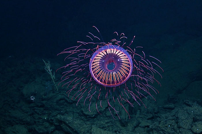 Strange deep-sea jellyfish with vibrant pink and purple tentacles against a dark ocean backdrop.