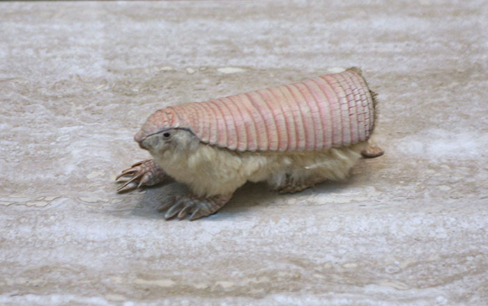 Unusual animal with a pink shell resembling an armadillo on a textured surface.